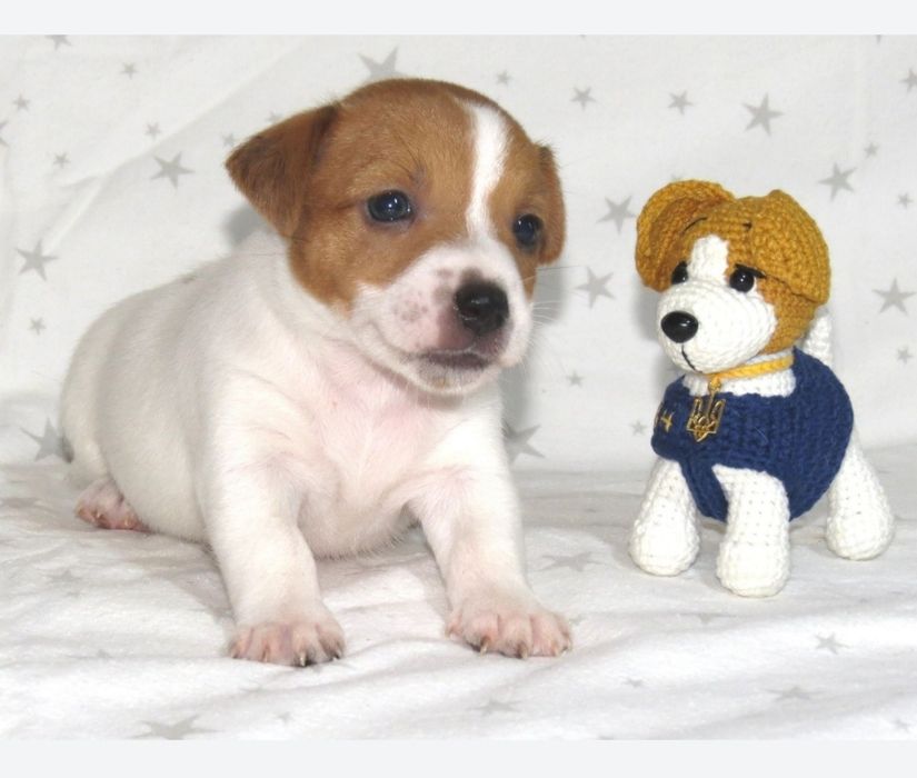 Джек Рассел терьер с документами клуба КСУ