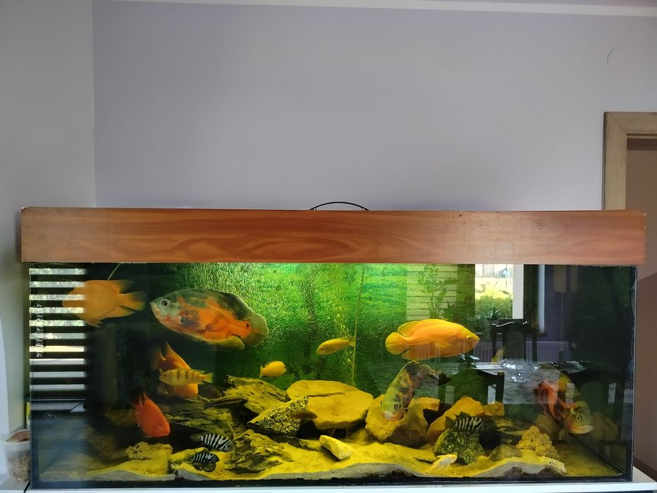 Akwarium 450 L 150x50x60