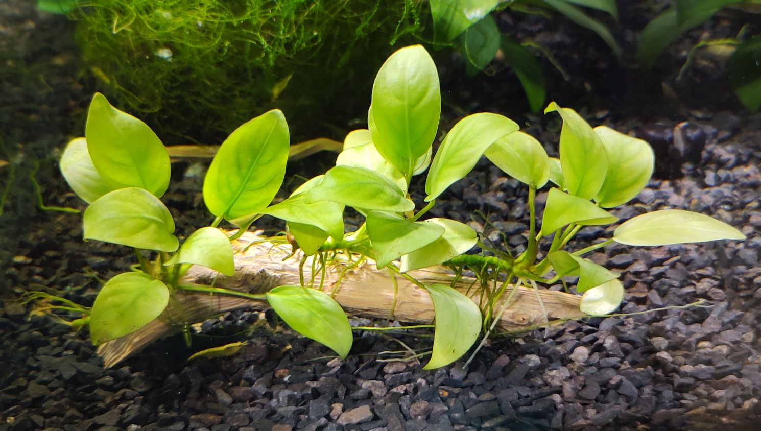 Anubias barteri zaszczepki
