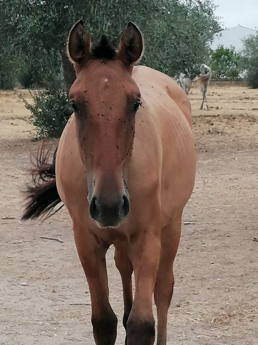 Poldra lusitana baia