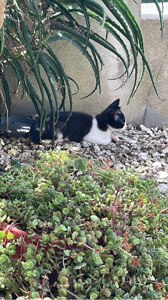 Gatinhos para Adoção