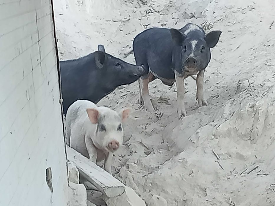 Porcos vietnamitas