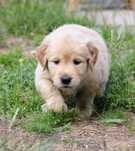 Śliczna dziewczynka  linii Amerykański Golden Retriever
