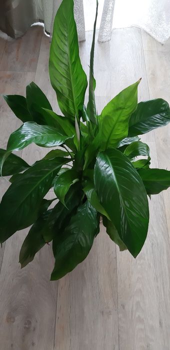 Квітка  спатифіліум.