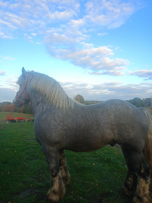 Sprzedam siwego ogiera zimnokrwistego