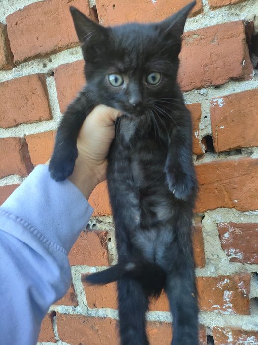 Kotek do adopcji