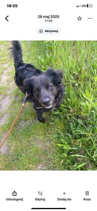 Piesek około 2 letni do adopcji za darmo