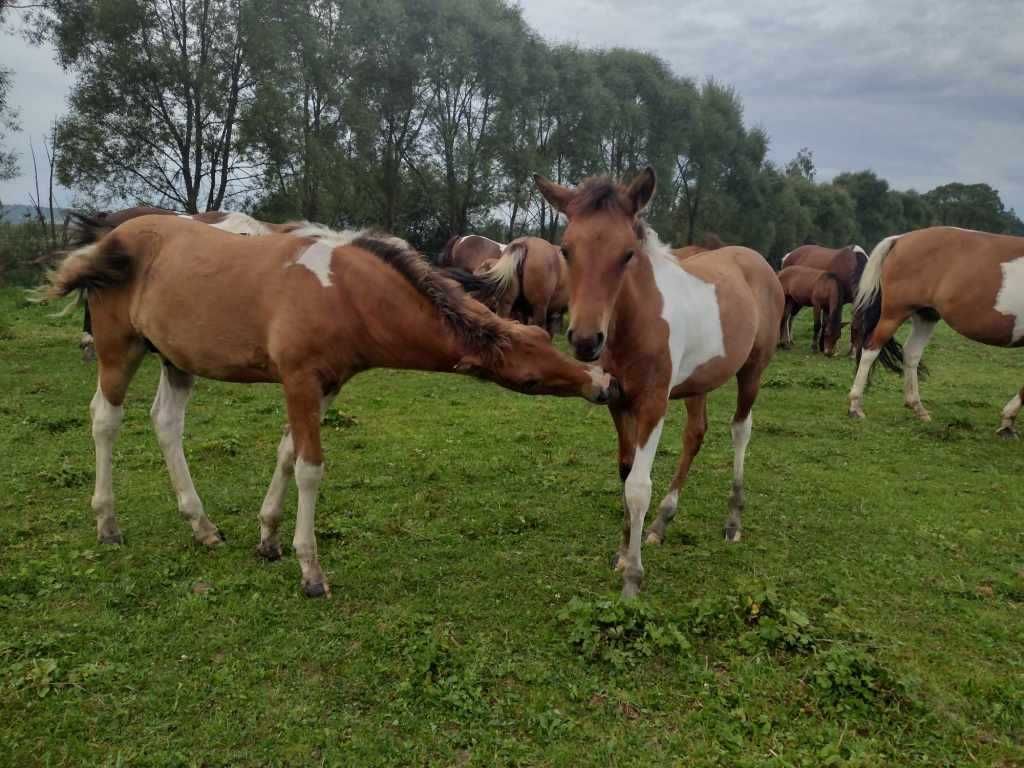 Hucuł. Gniadosrokaty ogierek huculski