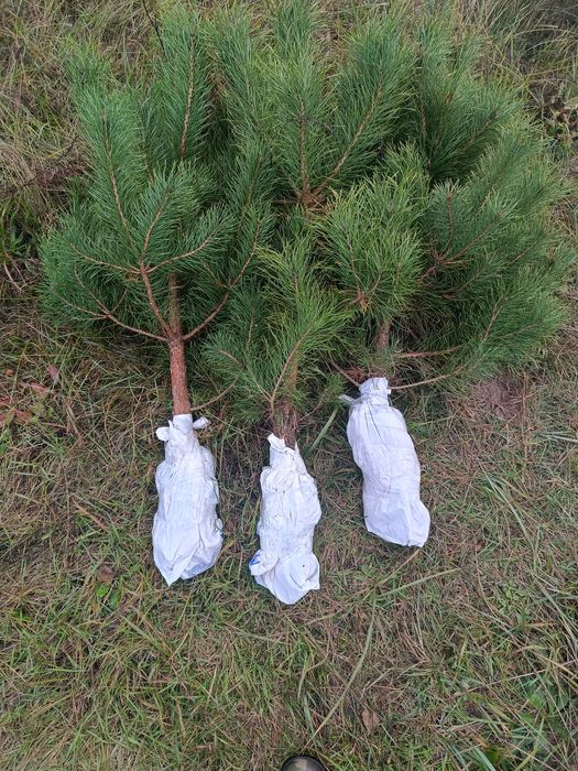 Продам саджанці сосни звичайної