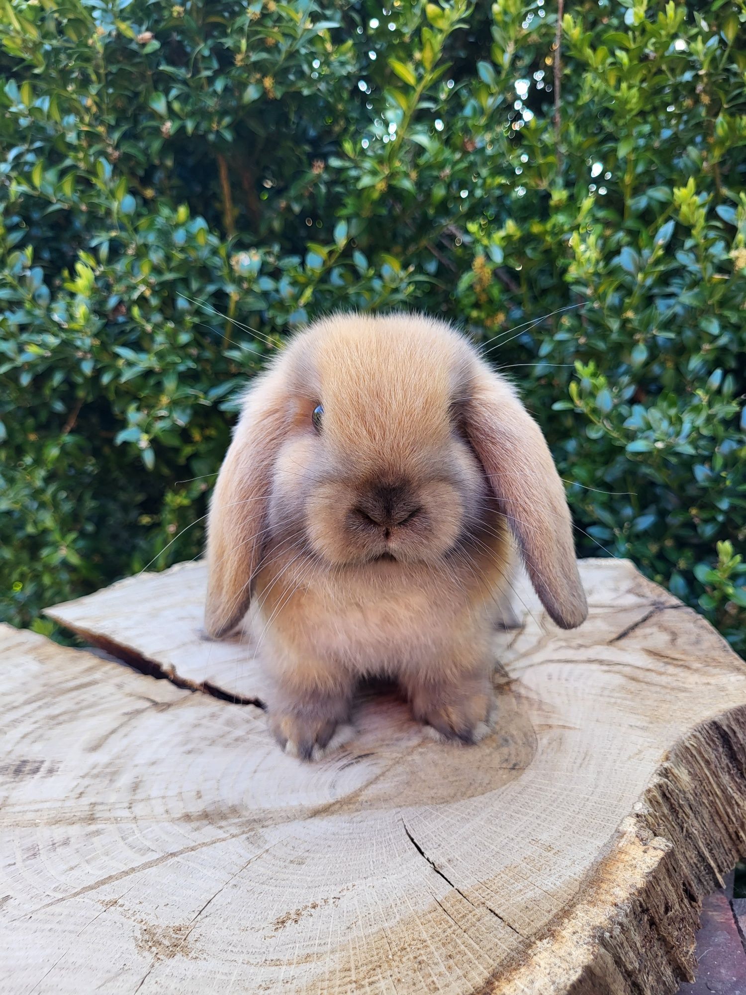 Króliczki Mini Lop.