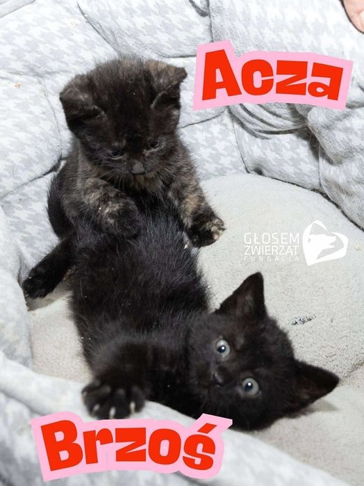 Acza, Brzoś, Olivio i Patyk - małe kotki do adopcji
