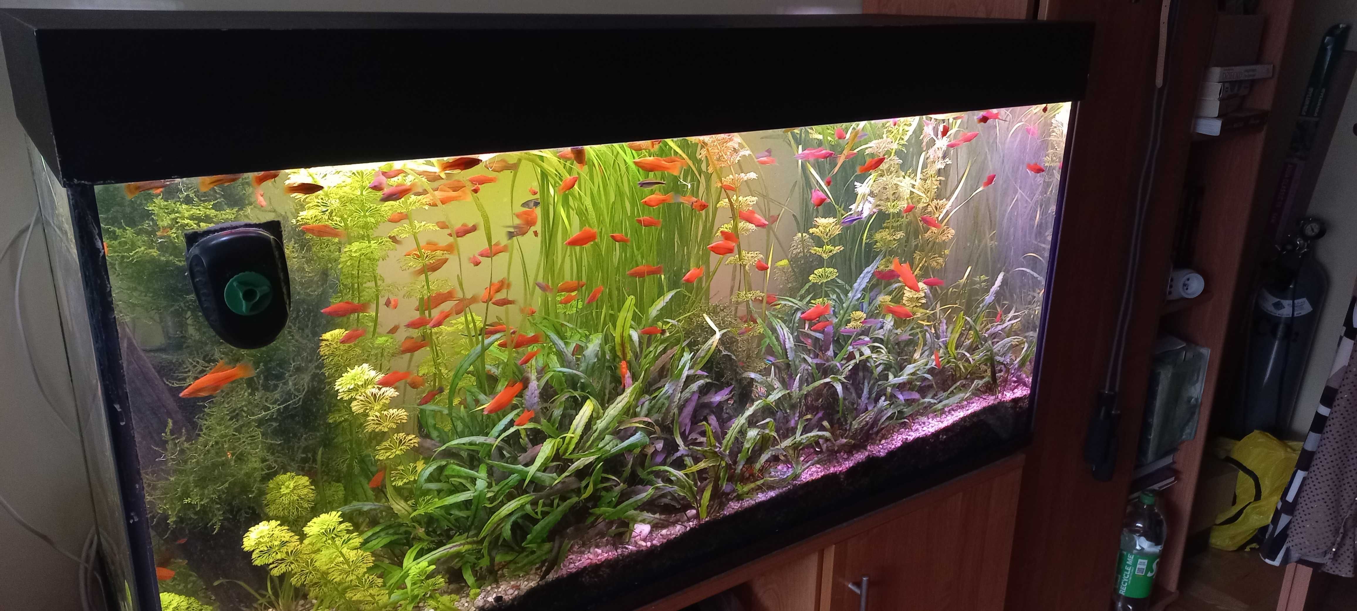 Akwarium 120 x 40x55 kompletnie wyposażone.