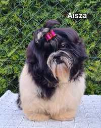 Suczka rasy Shih tzu ZKWP