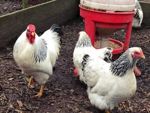 Віандот (колумбія, блакитна, смугастий) яйце інкубаційне