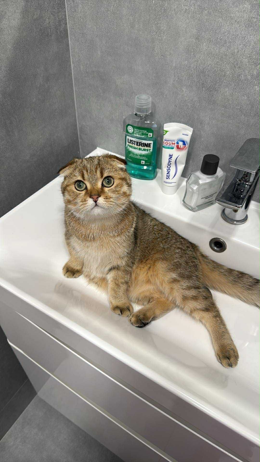 Вʼязка молодого висловухого  котика