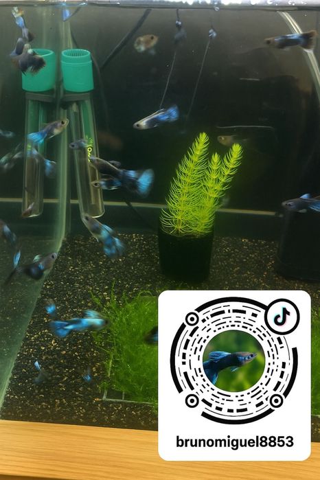 Vendo Guppys e camaroes, criaçao propria