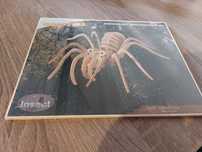 Drewniane puzzle 3d