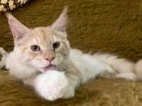 Maine Coon - piękny kocurek po importach !