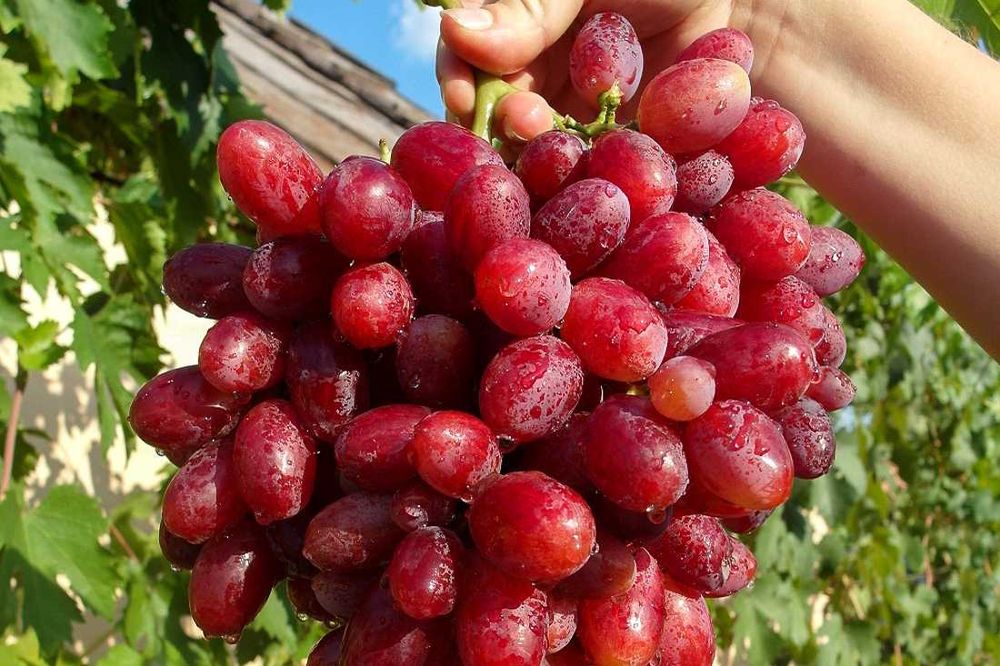 Geliodor, winogron beznasienny, sadzonki winorośli, kiszmisz