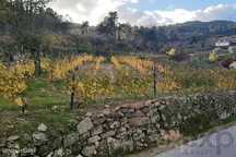 Terreno Com Vinha