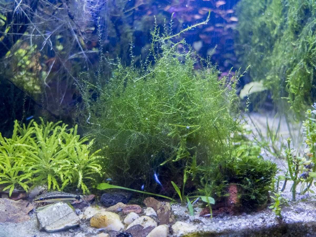 Rośliny zielone czerwone i mchy zestaw 20 gatunków hodowla wodna