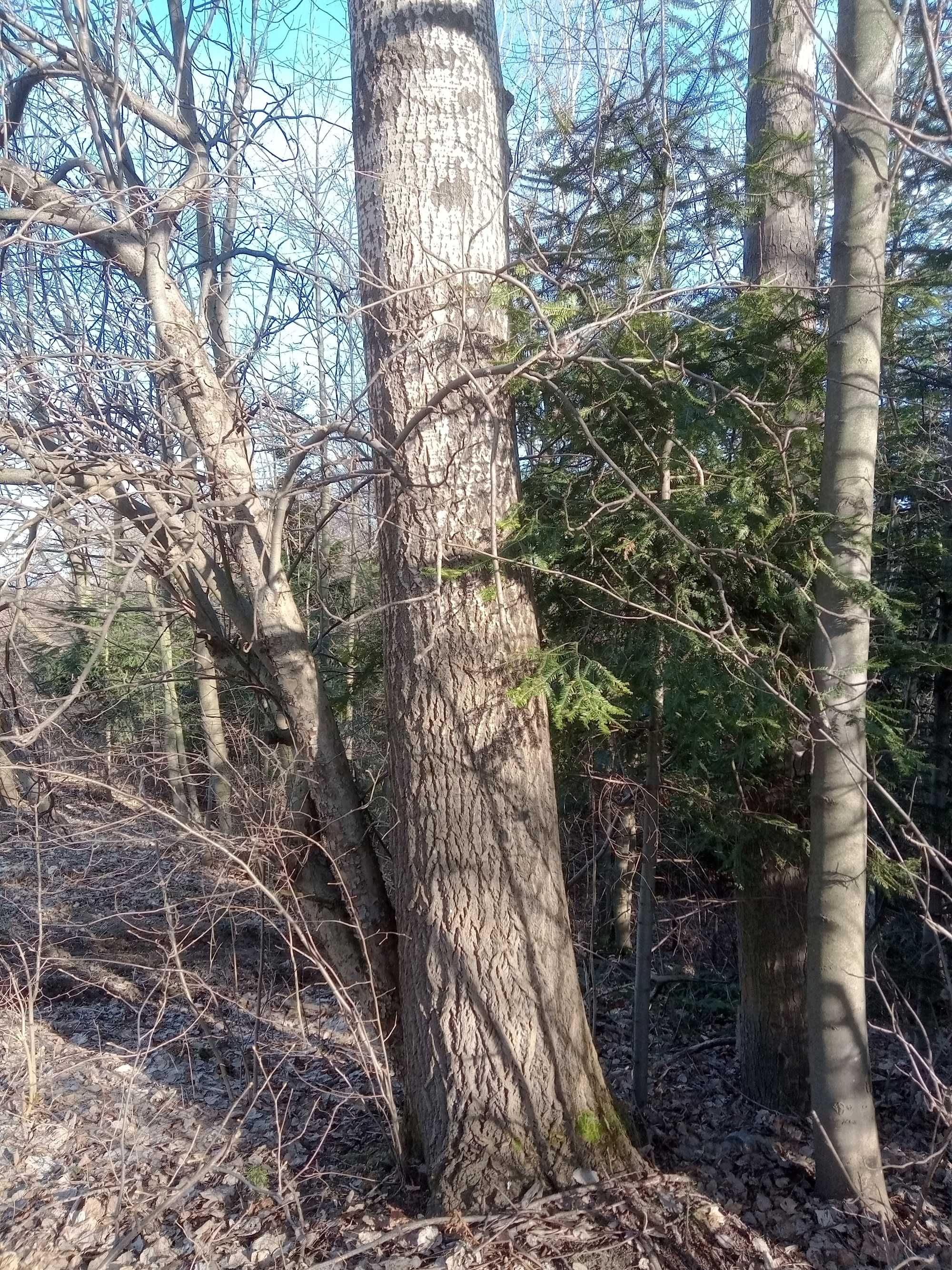 Drzewo gatunku Topola Osika