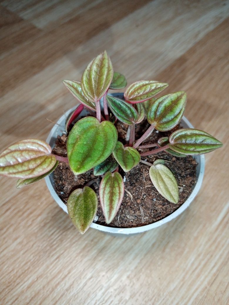 Peperomia kędzierzawa rosso