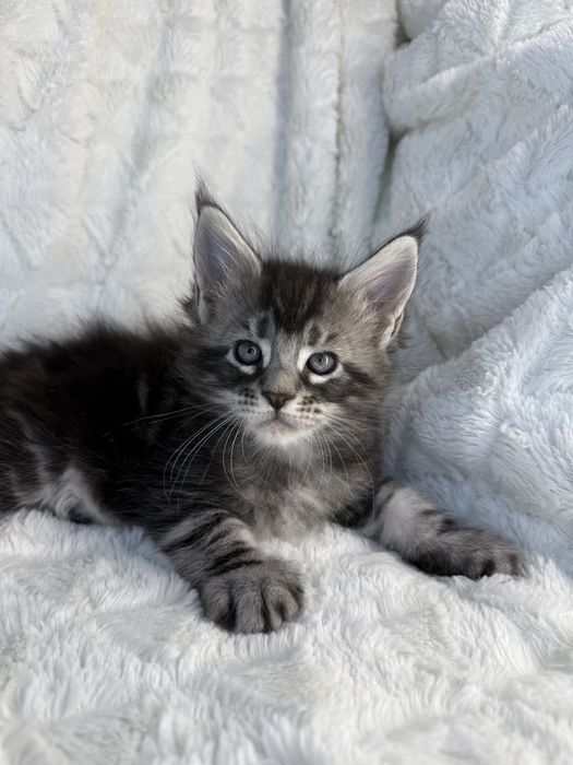 Kocurek Decoandcookie *PL Maine Coon Felis/FiFe