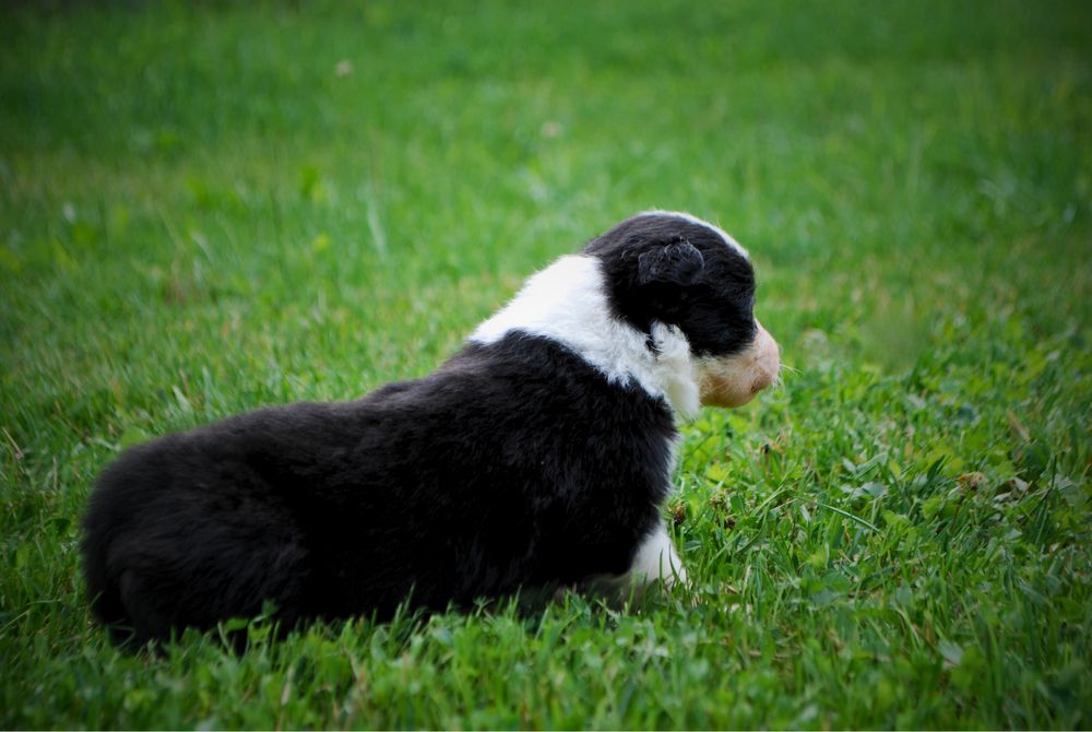 Sprzedam szczeniaki Border Collie