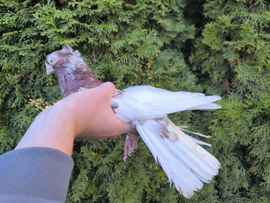 Samica zamojska raba czubata