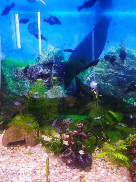 Peixes moly criação