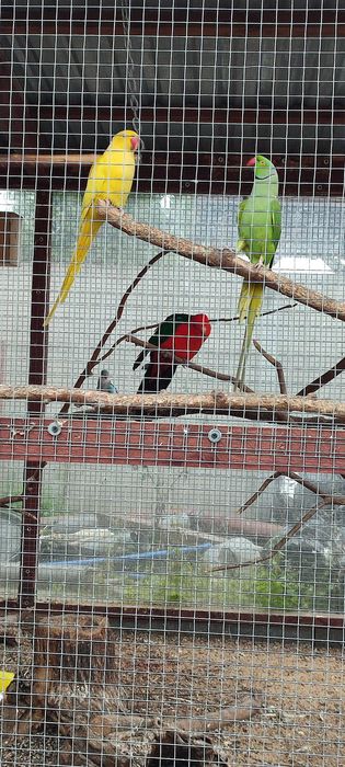 Papugi i gołąbki diamentowe