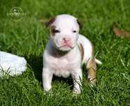 AmStaff FCI/ZKwP / American Staffordshire Terrier rodzice z USA