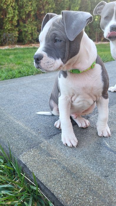 American Staffordshire Terrier samiec  FCI