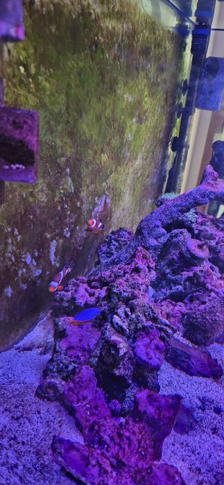 Vendo Aquario agua salgada