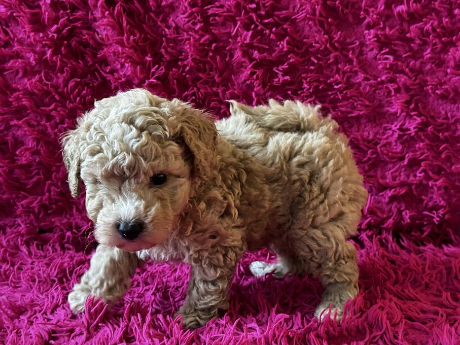 Bichpoo piesek Tofik