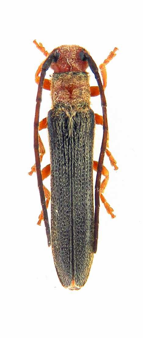 Oberea oculata вусачі коллекция насекомые комахи, жуки, ентомологія