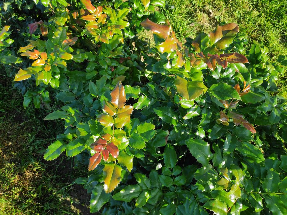 Mahonia gałązki na kompozycje florystyczne