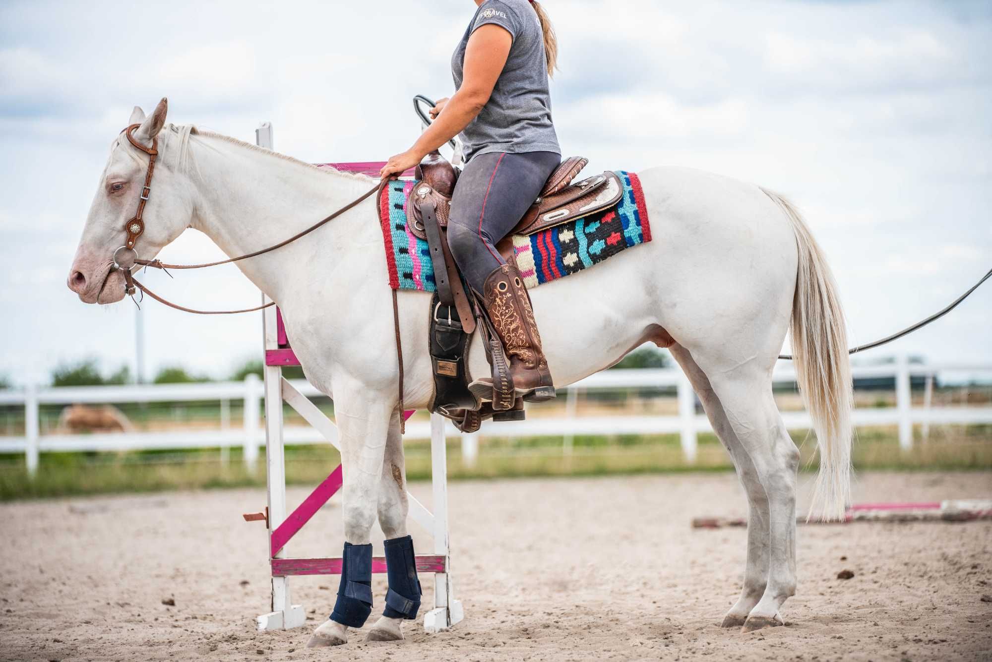 Wałach AQH American Quarter Horse cremello