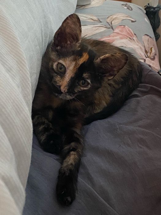 Gatinhos para adoção responsável