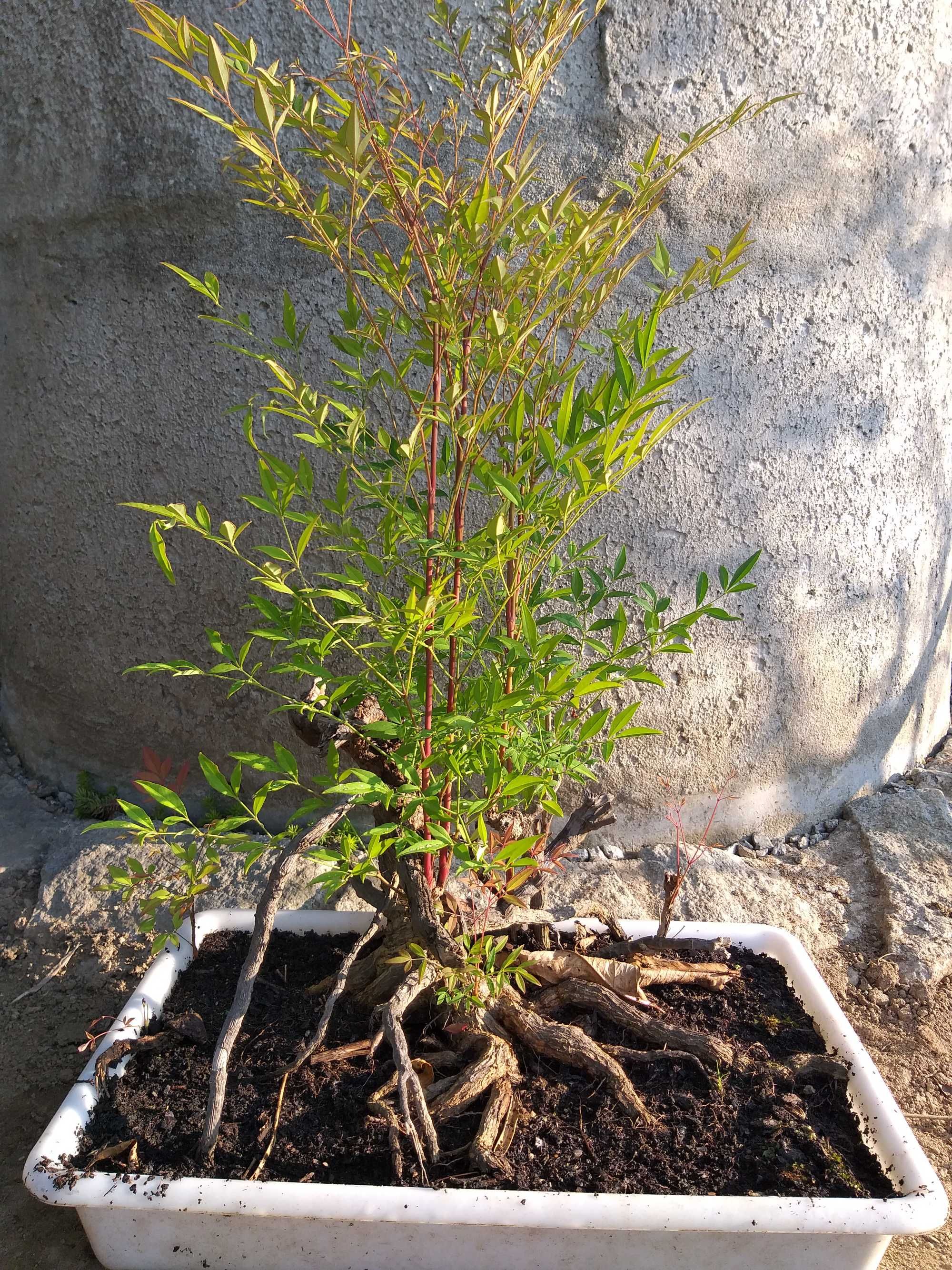 Bonsai, com 13 anos