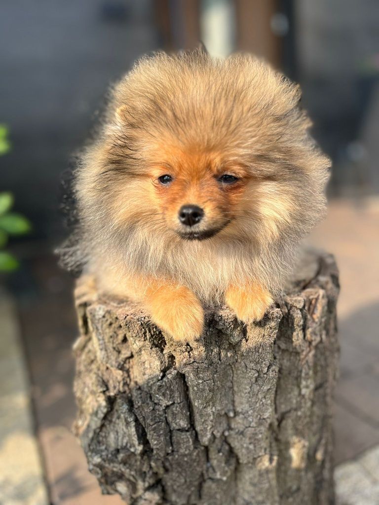 Pomeranian szpic miniaturowy gotowy do odbioru