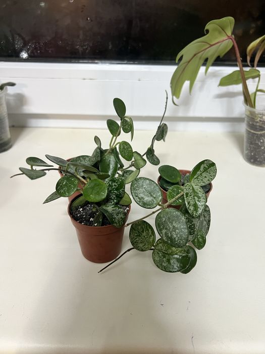 Церопегія варієгаьна, хойя матільда сплеш