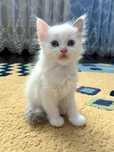 Котята породы Рэгдолл (Ragdoll)