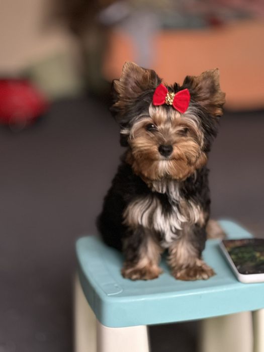 Маленьке диво — дівчинка-йорк у добрі руки