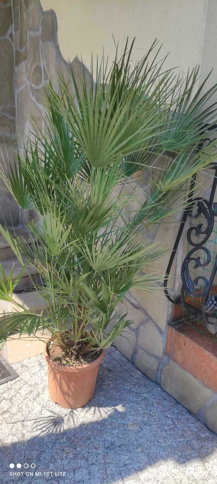 Karłatka palma mrozoodporna na taras ,balkon