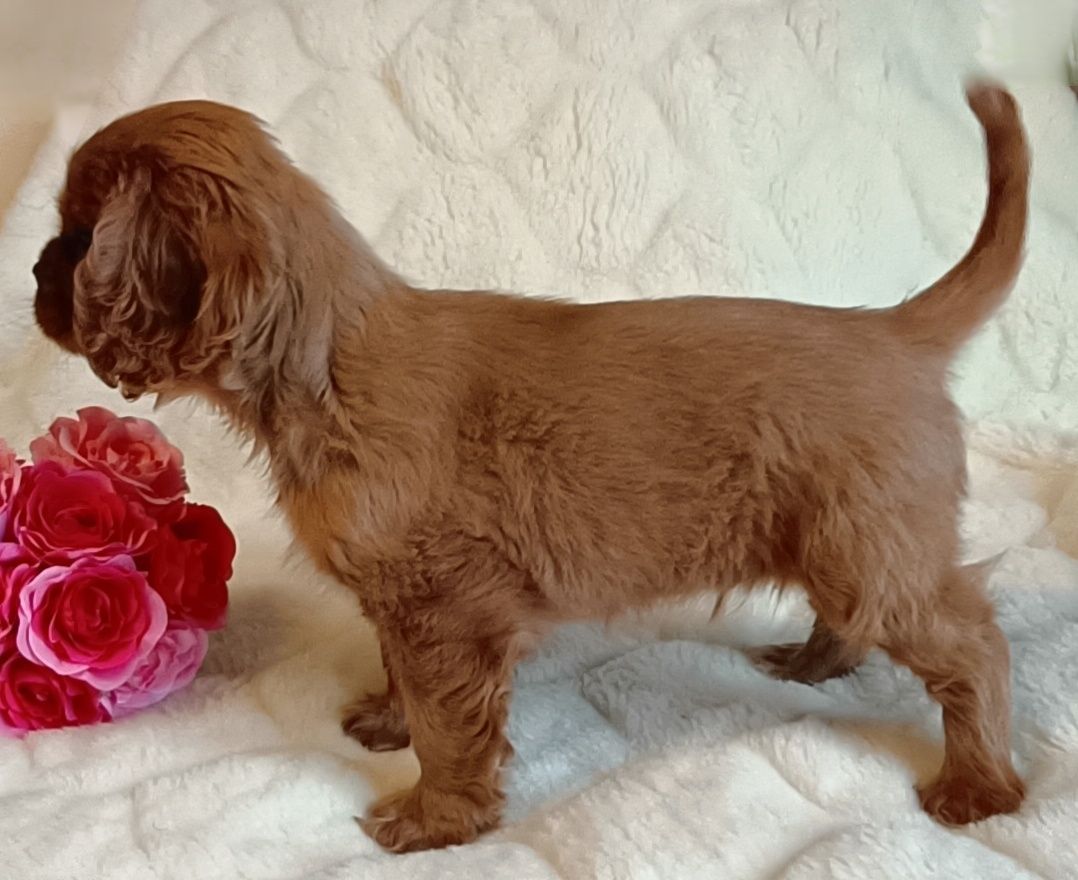 Śliczny RUBY Cavalier King Charles Spaniel z rodowodem badania