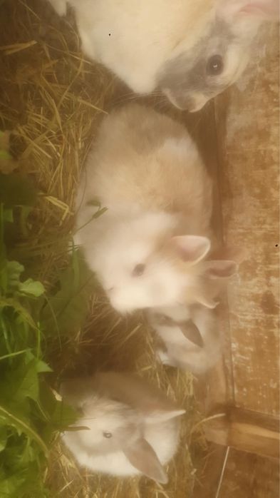 Króliki miniaturki na sprzedaz
