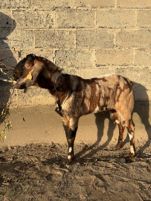 Sprzedam kozła anglonubijskiego z rodowodem