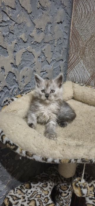 Хлопчики Мейн кун